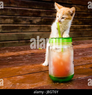 Tabby Kitten Playing With Cup Stock Photo