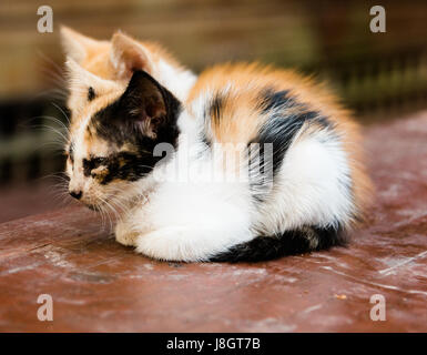 Two Kittens Huddled Together Stock Photo