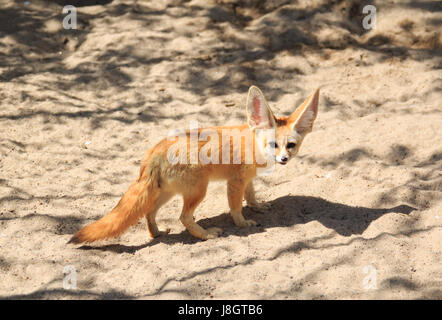 Fennec Fox, desert fox, Vulpes zerda Stock Photo