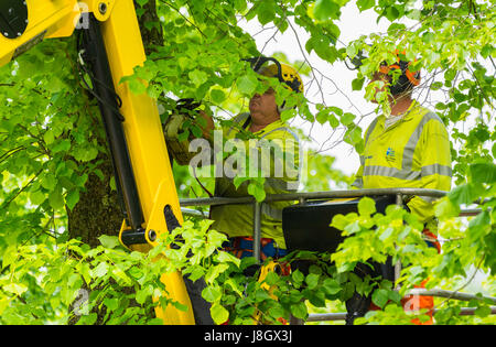 Tree surgeons trimming trees in late Spring. Stock Photo