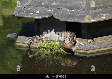 Duck house on water with hen bird and her ducklings. Stock Photo