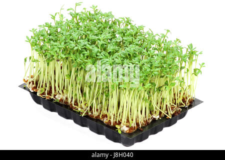 garden cress isolated on white background Stock Photo