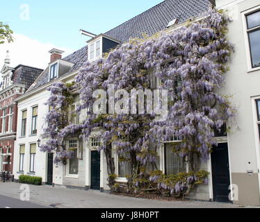Very large blooming Wisteria tree at a house along Noorderhaven canal, Groningen, Netherlands. (Either Japanese or Chinese Wisteria) Stock Photo