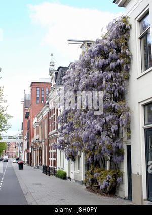 Very large blooming Wisteria tree at a house along Noorderhaven canal, Groningen, Netherlands. (Either Japanese or Chinese Wisteria) Stock Photo