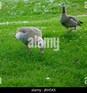 Egyptian Geese (alopochen aegyptiacus) Wandering through the Grass Stock Photo