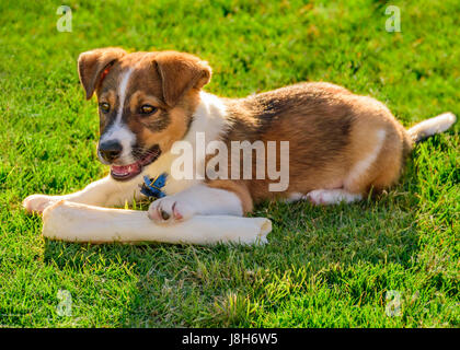 Puppy playing with large bone while laying in the grass. Playful and enjoying the sunshine. Stock Photo