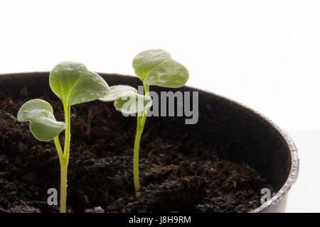 Red radish seedling, ecological planting concept in organic farming Stock Photo