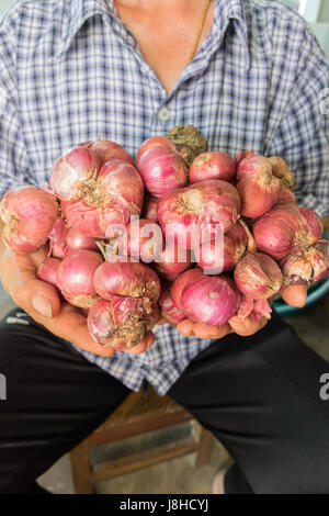 shallots still life onion bulb season herb vegetable ingredient on hand Stock Photo