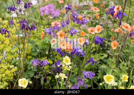 Brightly coloured Geums and Aquilegias in Spring. Stock Photo