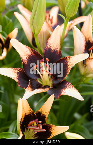 Lilium Lion Heart flowers in Spring. Stock Photo