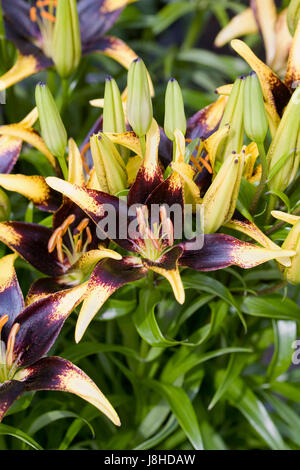 Lilium 'Lion Heart' flowers in Spring. Stock Photo