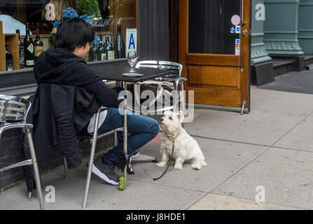New York, USA, 26 May 2016. A white West Highland Terrier patiently waits, hoping for food, at a sidewalk cafe in TriBeCa.The New York CityHealth Department began to allow dogs at sidewalk cafes in the City in 2017.  ©Stacy Walsh Rosenstock Stock Photo