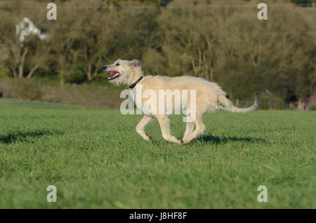 portrait, dog, wolfhound, irish, physique, motion, postponement, moving, Stock Photo