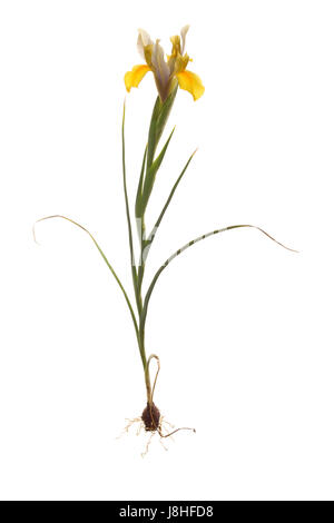 whole dutch iris plant with roots on isolated white background Stock Photo