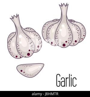 Garlic vector illustration. Garlic clove and bulb condiment icons on white. Stock Vector