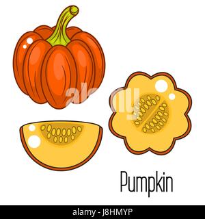 Acorn squash cartoon vector illustration. Orange pumpkin whole vegetable and slice. Stock Vector