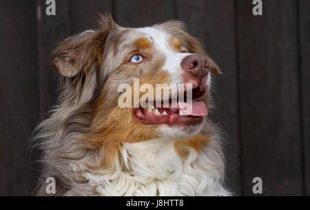spanish dog Stock Photo: 279220183 - Alamy