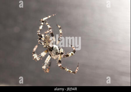 Male black and white orb weaver spider Stock Photo - Alamy