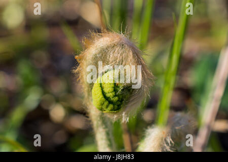 Closeup of Cinnamon Fern Fiddlehead Stock Photo