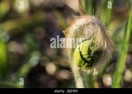 Hairy Cinnamon Fern Fiddlehead Stock Photo