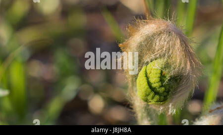 Cinnamon Fern Fiddlehead Up Close Stock Photo