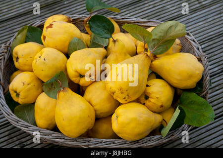 basket, fruit, quinces, harvest, hand, vitamins, vitamines, ripe, pome, fruit, Stock Photo