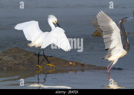 The snowy egret is driving away the little blue heron