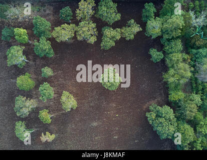 Cultivated field in farm above view from drone. Agriculture plantation background Stock Photo