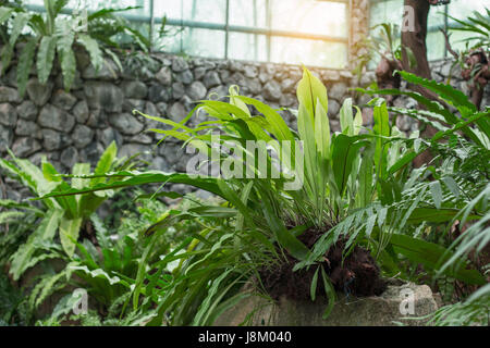 Green ornamental plants grown in greenhouses. Stock Photo