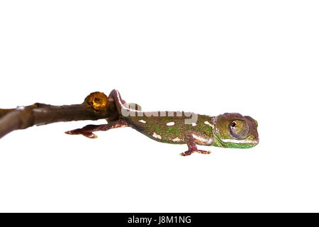 eye, organ, reptiles, chameleon, squint, head, fodder, animal, pet, reptile, Stock Photo