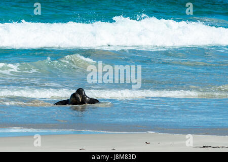 Seal Bay, Kangaroo Island, South Australia, Australia. Stock Photo