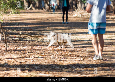 Koala (Phascolarctos cinereus) comes down from a tree, on Kangaroo Island, South Australia, Australia. Stock Photo