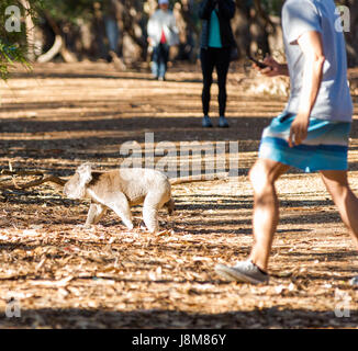 Koala (Phascolarctos cinereus) comes down from a tree, on Kangaroo Island, South Australia, Australia. Stock Photo