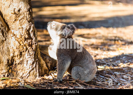 Koala (Phascolarctos cinereus) comes down from a tree, on Kangaroo Island, South Australia, Australia. Stock Photo