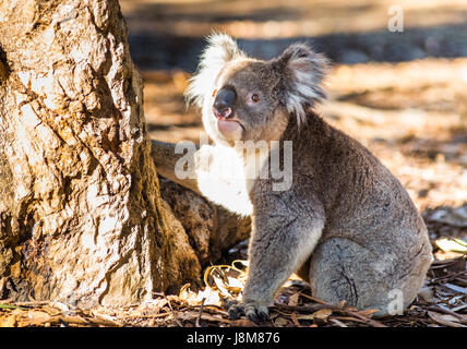 Koala (Phascolarctos cinereus) comes down from a tree, on Kangaroo Island, South Australia, Australia. Stock Photo