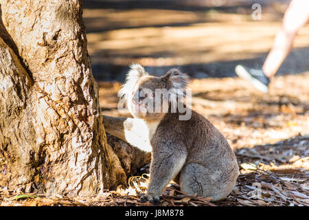 Koala (Phascolarctos cinereus) comes down from a tree, on Kangaroo Island, South Australia, Australia. Stock Photo