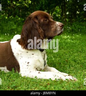 Springer Spaniel Stock Photo