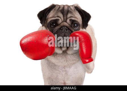 cool pug dog boxer punching with red leather boxing gloves, isolated on white background Stock Photo