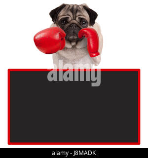 pug dog boxer with red leather boxing gloves with blank advertising blackboard sign, isolated on white background Stock Photo