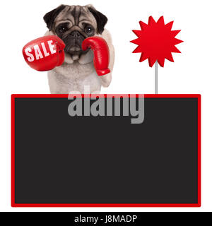 pug dog boxer with red boxing gloves with sale sign and blank blackboard, isolated on white background Stock Photo