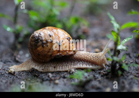 Helix pomatia, common names the Burgundy snail, Roman snail, edible snail Stock Photo