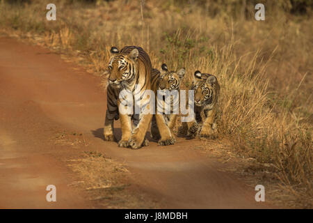 Tiger, Panthera tigris. Hirdinala female with cubs. Tadoba Tiger Reserve, Chandrapur district, Maharashtra Stock Photo