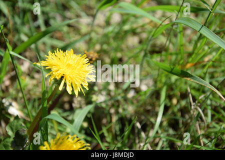 Flower of the common dandelion (Taraxacum officinale), in full bloom in the grass Stock Photo