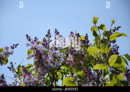 Common lilac flowers on tree, Syringa vulgaris  against the blue sky Stock Photo