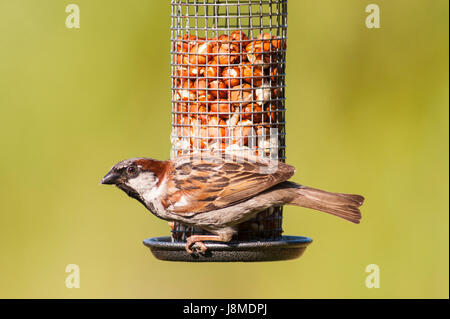 A close up bird portrait of a male house sparrow (passer domesticus) in a uk garden