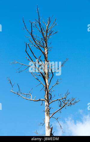 Dry leafless dead tree and branches against blue sky background Stock Photo