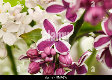 S. vulgaris. Lilac blossoms. Closeup of Sensation varietal's bicolor deep-purple petals with white edges. Same plant also displayed pure white petals. Stock Photo