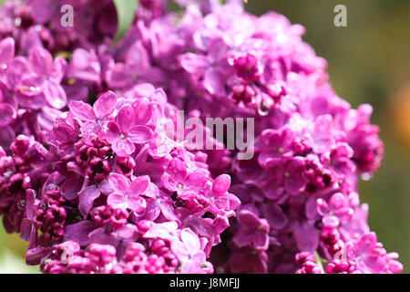 Syringa vulgaris, varietal. Two branches are overflowing with vivid pink/purple lilac blooms and buds at the Warkworth Lilac Festival. Stock Photo