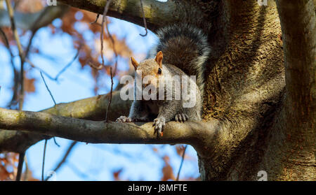 Eastern Gray Squirrel Squirrel eats nuts stare, tail, tree, wild, wildlife Stock Photo
