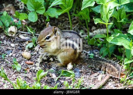 Tamias, or Eastern chipmunk, front and side view.  Closeup of a bright eyed chipmunk in a clearing, sitting up and holding seeds near its mouth. Stock Photo